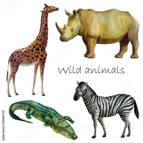 Watercolor illustration, african wild animals. Rhino, crocodile, giraffe, zebra. Isolated freehand drawing on a white background.