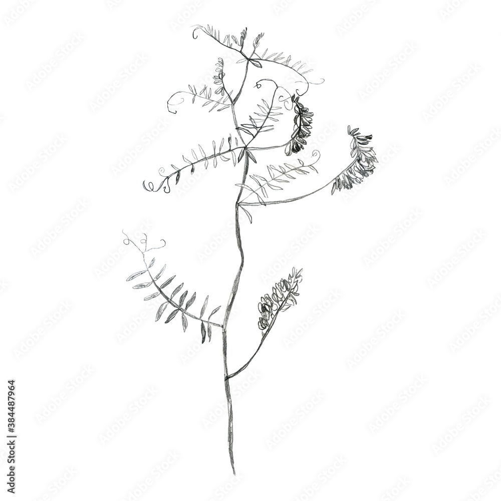 Illustration, pencil. Drawing of leaves and branches of plants. Freehand drawing on a white background.