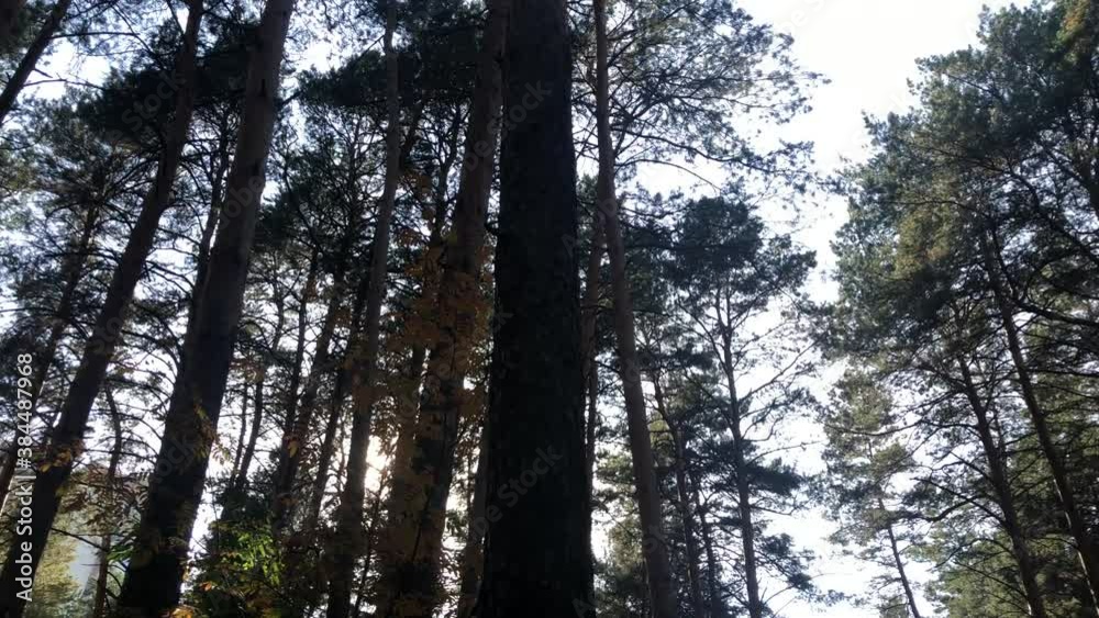 View around in the autumn forest. Smooth rotation of the camera.