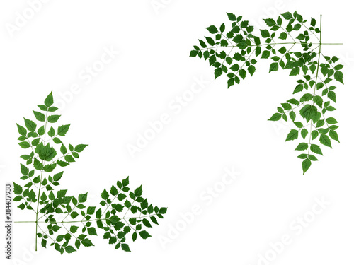 isolated indian cork green leaves with clipping path on white background or leaf of millingtonia hortensis and bignoniaceae tree a tropical herbs plant
