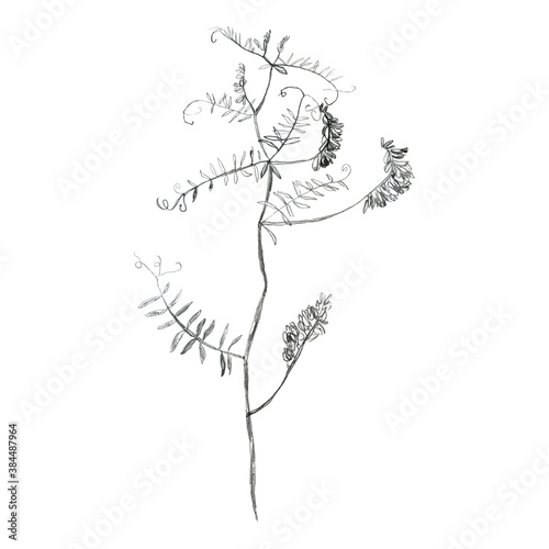 Illustration, pencil. Drawing of leaves and branches of plants. Freehand drawing on a white background. © Margosoleil
