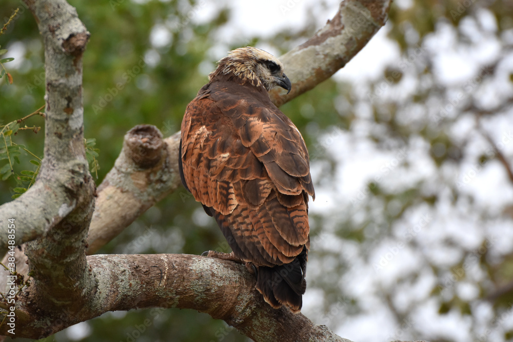 Fototapeta premium Black-collared hawk in the Pantanal, Brazil