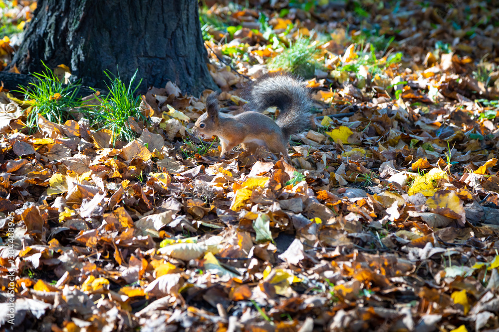 squirrel runs along the fallen leaves of trees. it's autumn squirrel runs along the fallen leaves of trees. it's autumn