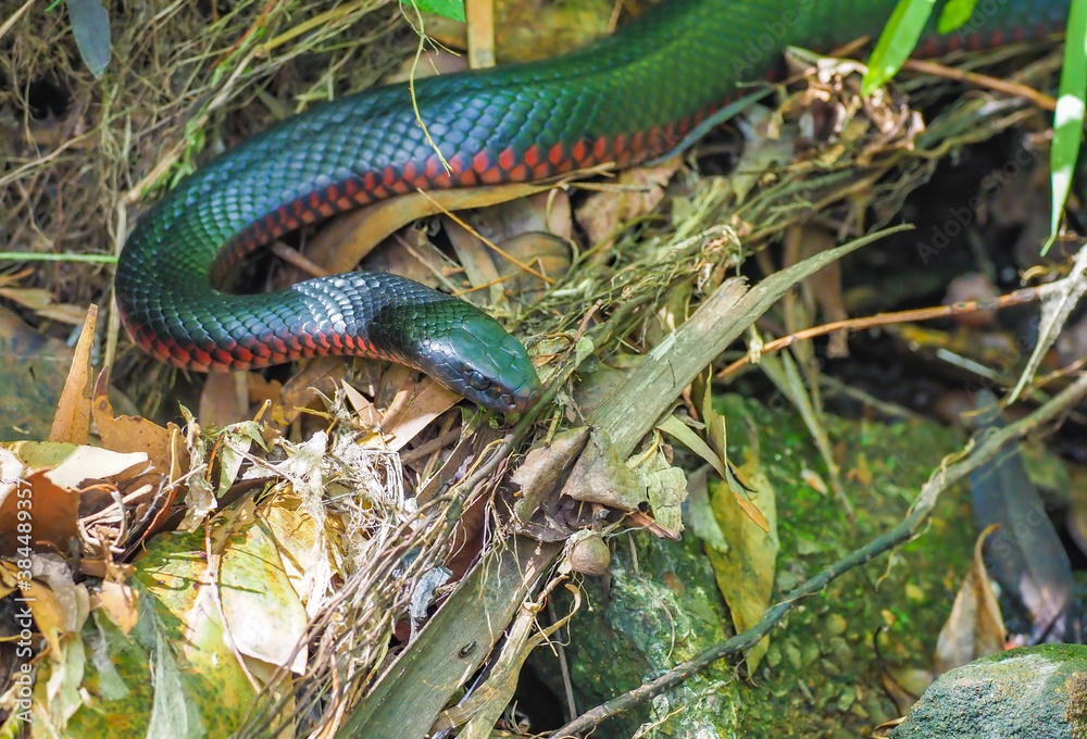 Obraz premium Red Belly Black Snake