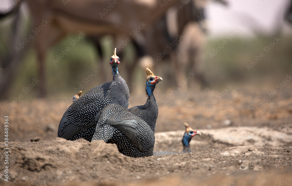 The helmeted guineafowl is the best known of the guineafowl bird family, Numididae, and the only member of the genus Numida. The helmeted guineafowl is the best known of the guineafowl bird family, Numididae, and the only member of the genus Numida.