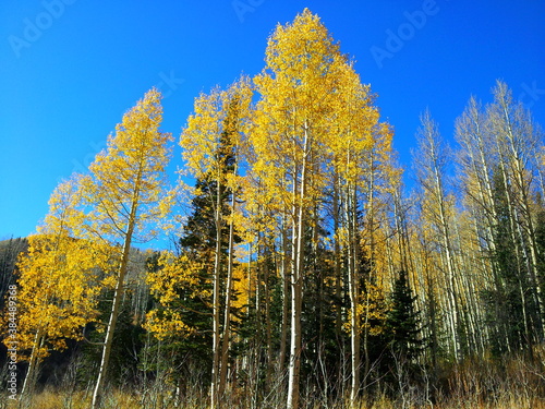 Golden Aspens and Evergreen Pine trees in Autumn, Millcreek Canyon, Wasatch-Cache National Forest, Utah