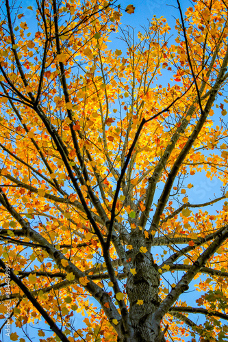 autumn in the park