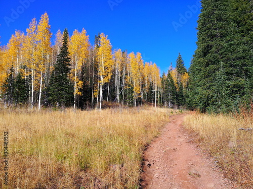 Aspens in peak fall foliage on the Little Water Trail in Millcreek Canyon, Wasatch-Cache National Forest, Utah