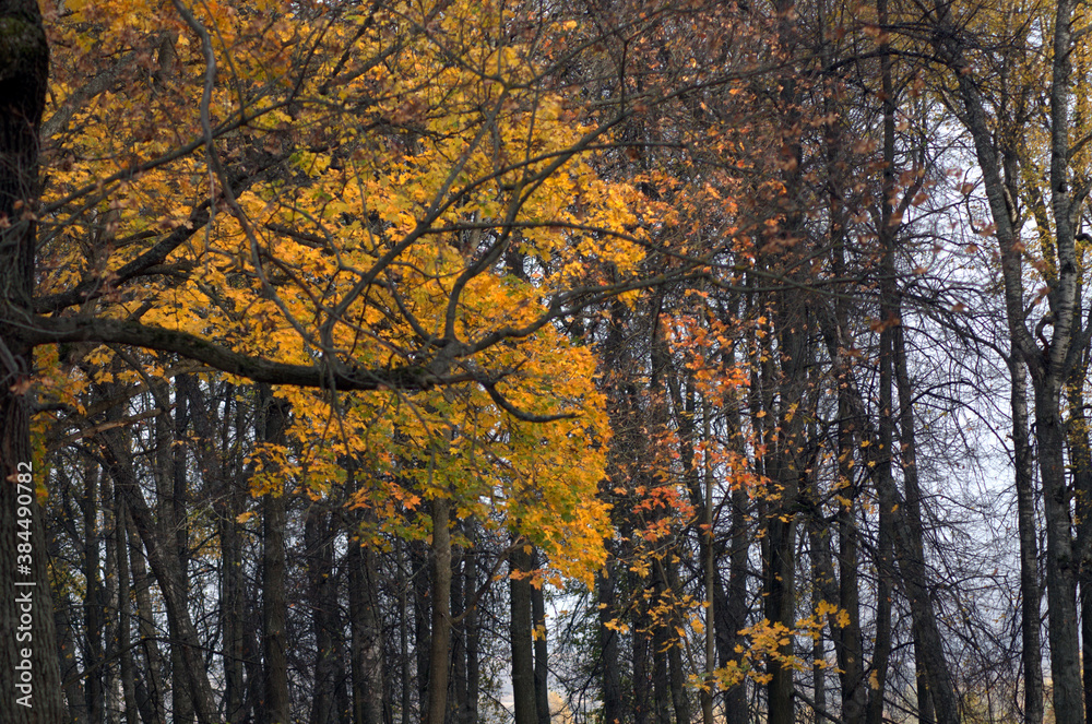 Fototapeta premium autumn trees in the park