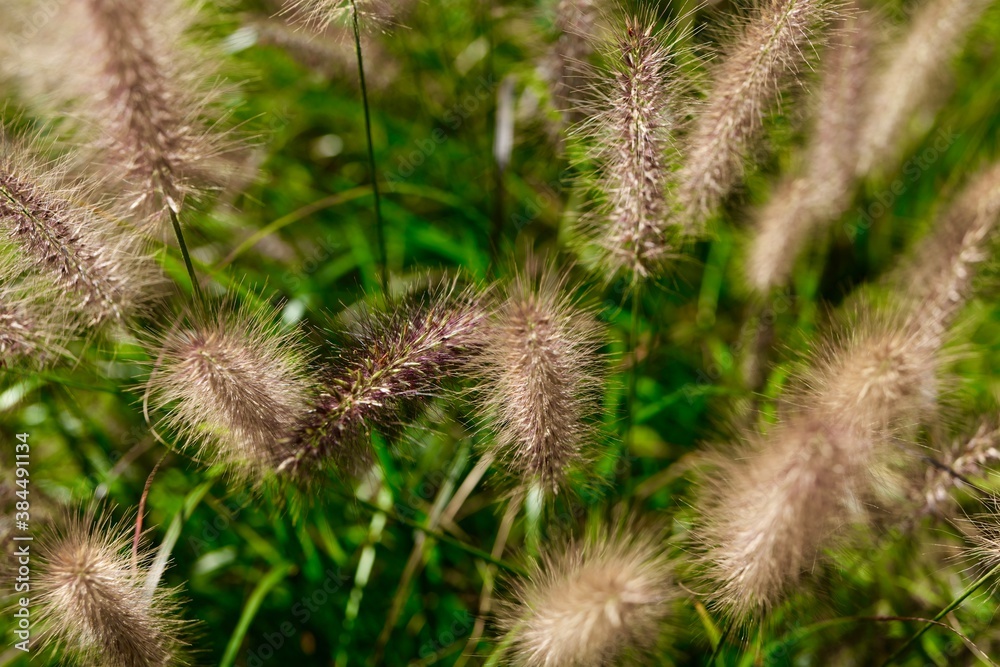 close up of a grass