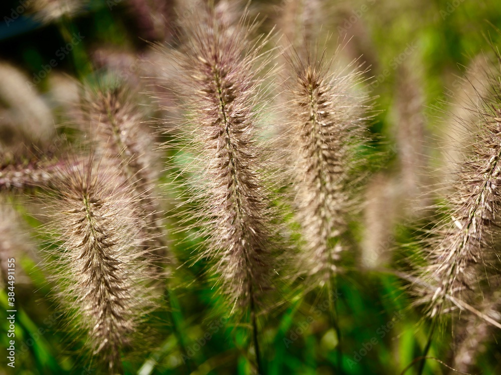 close up of grass