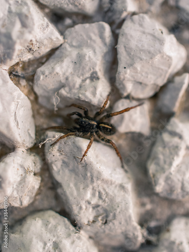 Closeup of a spider