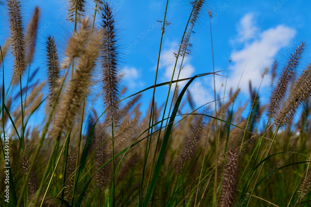 Obraz premium grass and sky