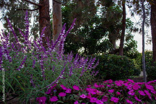 Fototapeta Naklejka Na Ścianę i Meble -  Purple flowers in the park with  trees on the background during a sunset