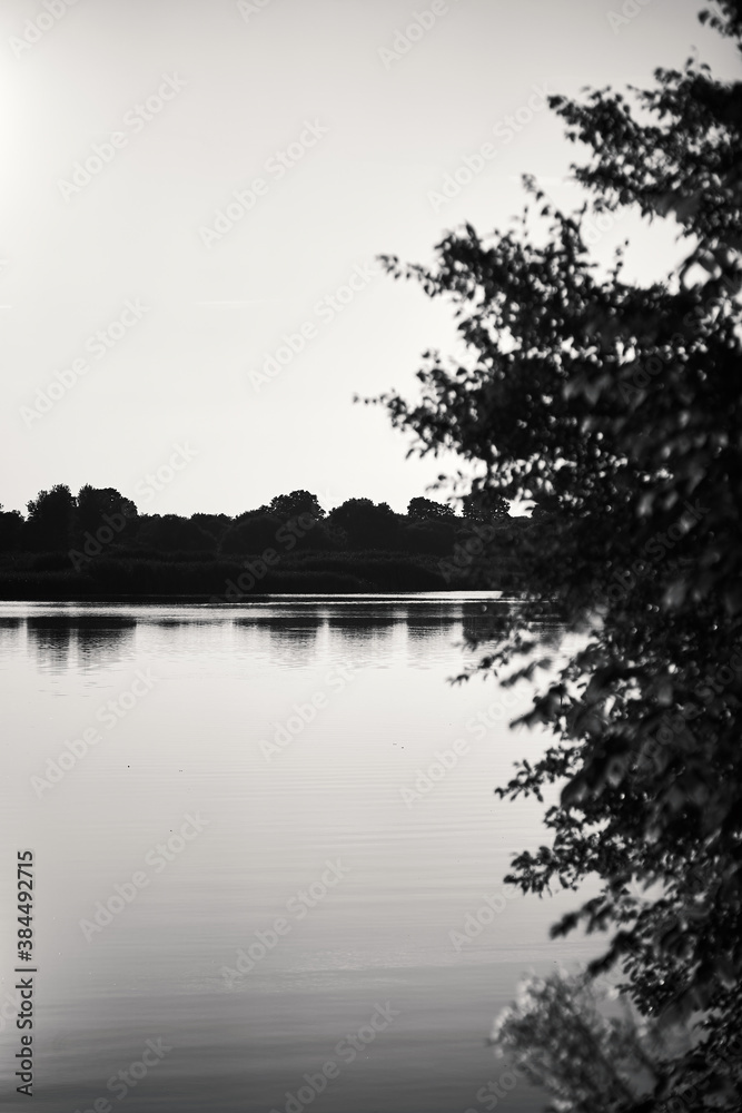 Vertical black and white photo of water sky and tree in foreground during sunset