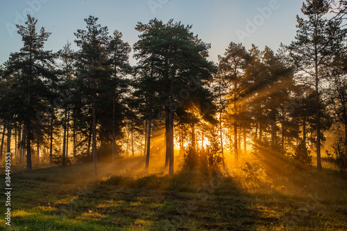 Sunbeams pour through trees in early morning. Light shining in morning forest. Selective focus.