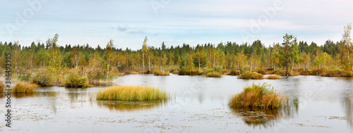 Swamp Landscape. Conservation area, swamp surrounded by pines reflecting in the water, Belarus.