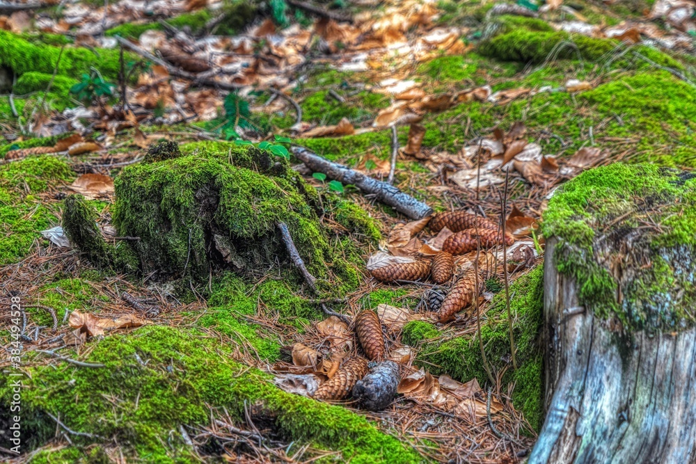 Obraz premium moss on the tree