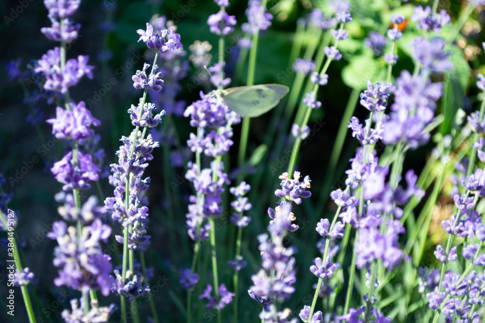 Naklejka premium Beautiful view of lavender flowers.