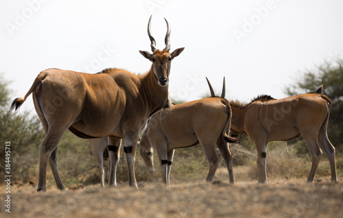 A Giant Eland (Taurotragus derbianus) antelope in Kenya. photo