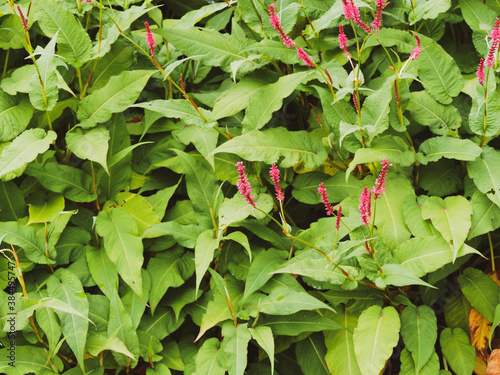 Persicaria amplexicaulis | Persicaire amplexicaule ou renouée ornementale aux fleurs en épis rose carminé et grandes feuilles de forme variable, pointues, vert moyen à foncé à la base des tiges floral photo