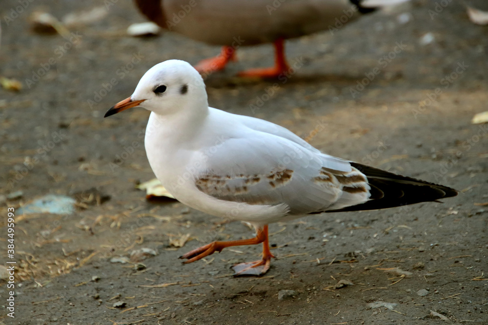 Fototapeta premium seagull on the beach