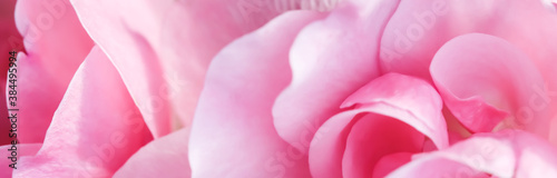 Soft focus  abstract floral background  pink rose flower petals. Macro flowers backdrop for holiday design