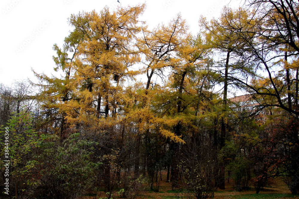 Naklejka premium trees in autumn