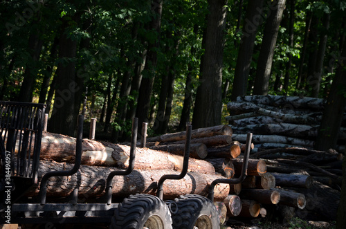 Deforestation due to bark beetle calamity, natural woodpecker protection has failed and mining machines must board harvesters and saws. mark trees that are sick. piles of logs must be covered with net photo