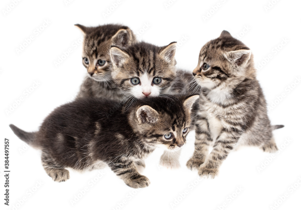 Four little kittens isolated on a white