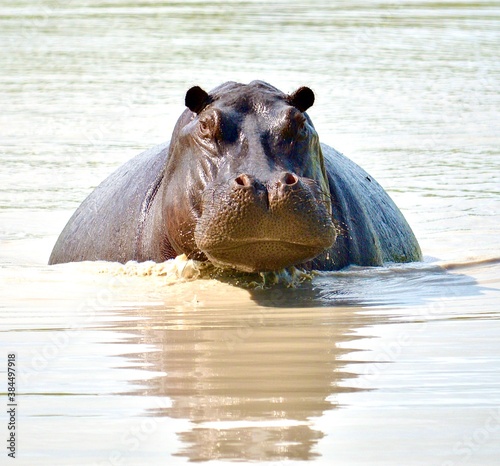 hippopotamus in the river