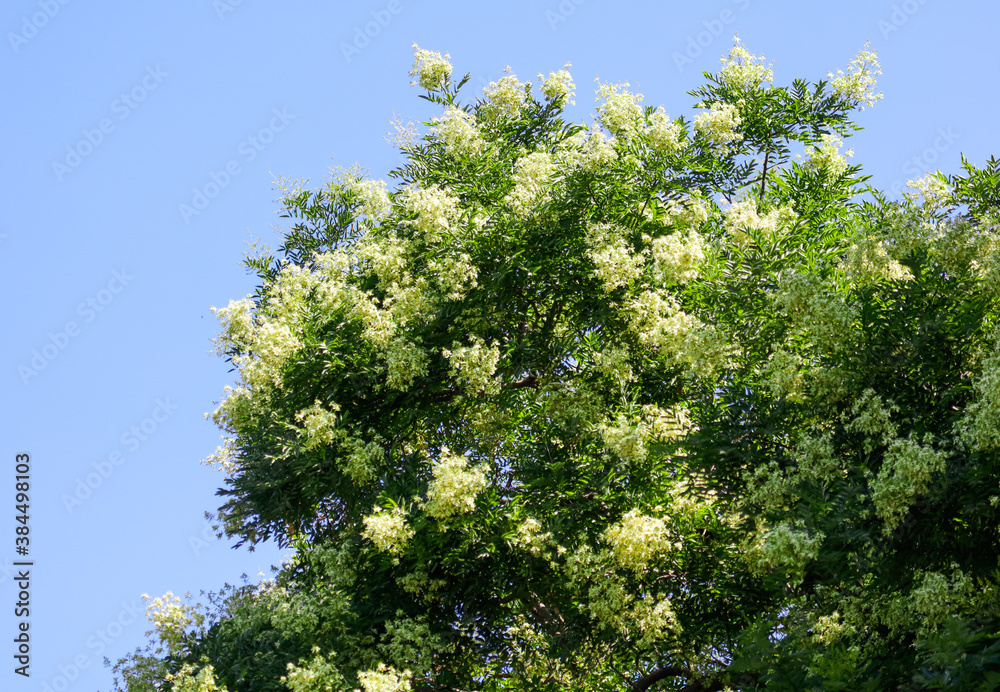 White flowers on a tree in the park. White flowers on a tree in the park.