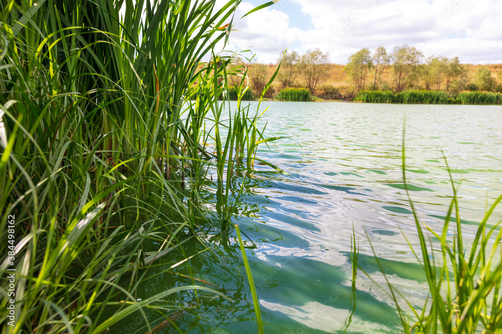 Fototapeta premium Green water in the lake in summer.