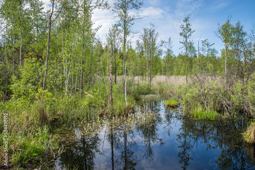 Fototapeta Naklejka Na Ścianę i Meble -  Spring trees and blooming aquatic plants flowers in the swamp