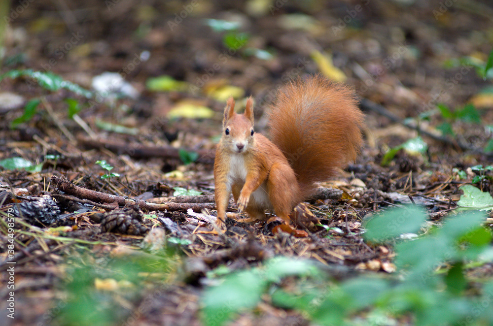 Sciurus vulgaris, veverka obecná se zásobuje na zimu Sciurus vulgaris, veverka obecná se zásobuje na zimu