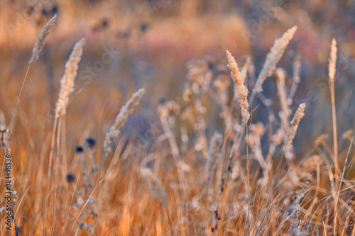 Soft focus blurred background image of Sunrise in field. Autumn rural landscape with fog, sunrise and blossoming meadow. Wild grass blooming on Sunrise. Samara, Russia.