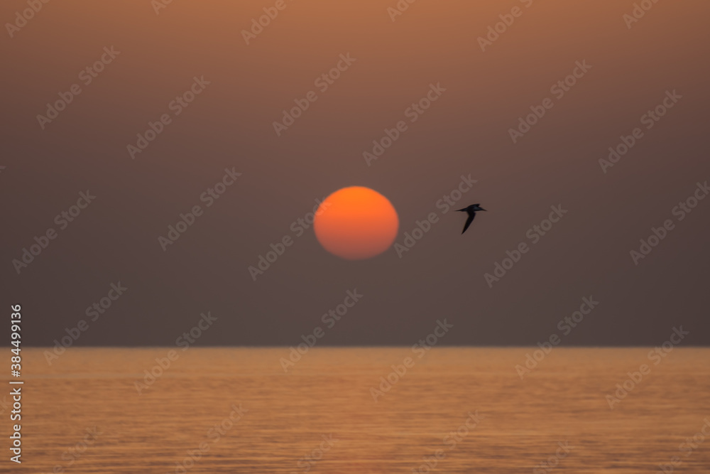 bird during sunrise on the sea on vacation bird during sunrise on the sea on vacation