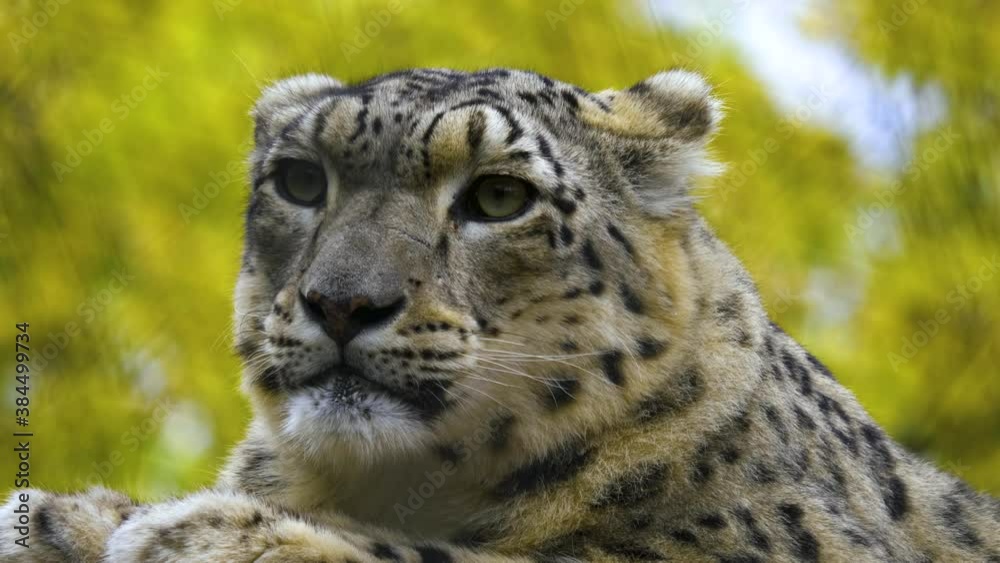Close up of snow leopard head with light rain on a day in autumn. Close up of snow leopard head with light rain on a day in autumn.