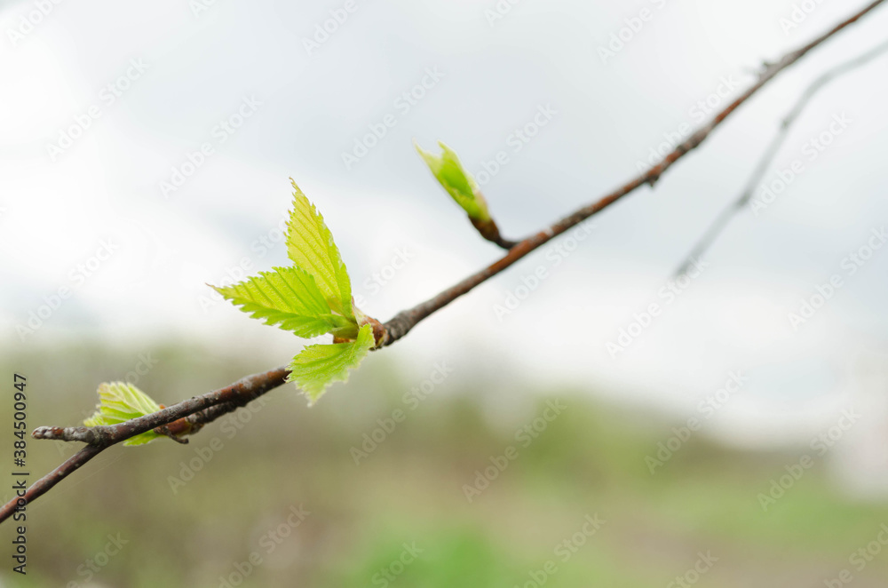 Young green shoots on the tree in spring. Free space for inscription. Young green shoots on the tree in spring. Free space for inscription.