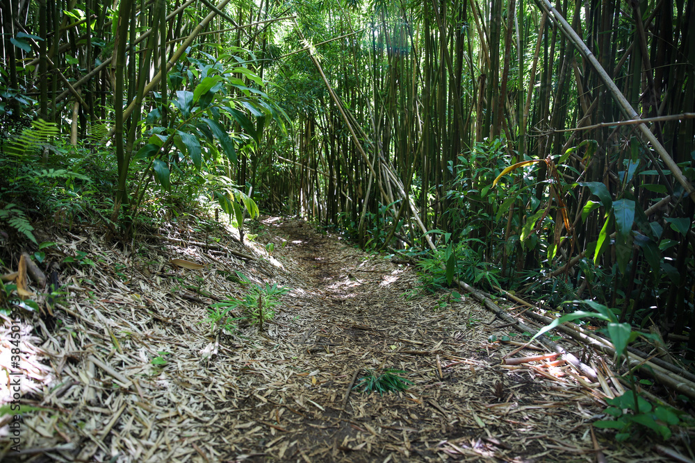 Bamboo Grove, Oahu, Hawaii
