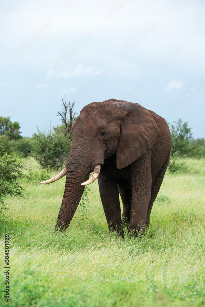 Fototapeta premium Éléphant d'Afrique, Loxodonta africana, Parc national Kruger, Afrique du Sud