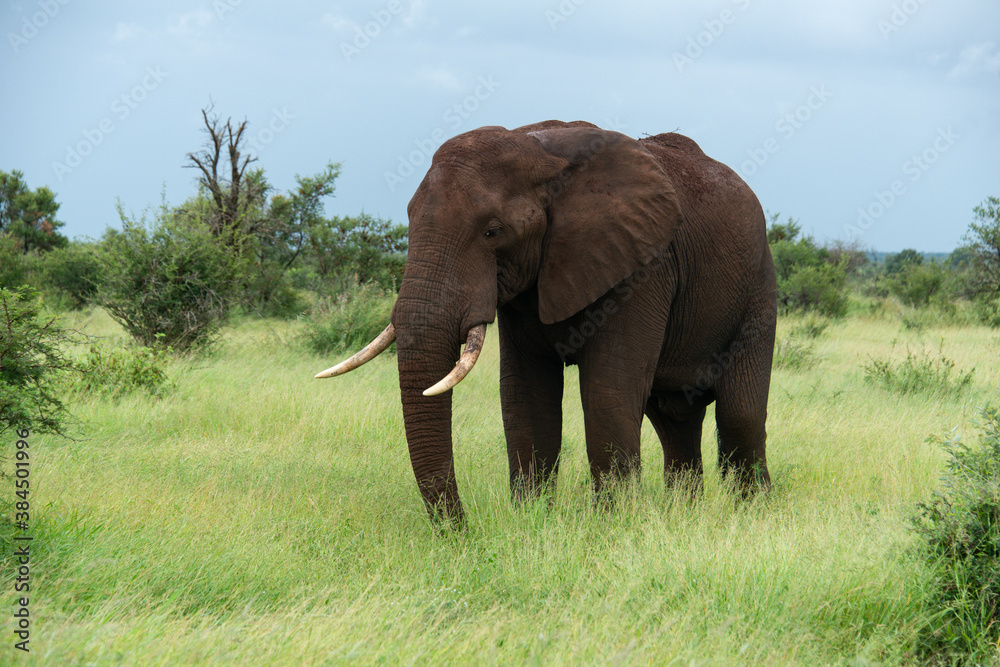 Obraz premium Éléphant d'Afrique, Loxodonta africana, Parc national Kruger, Afrique du Sud
