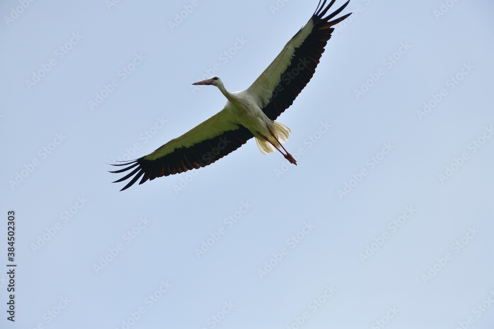 Obraz premium A stork with outstretched wings flies in the blue sky