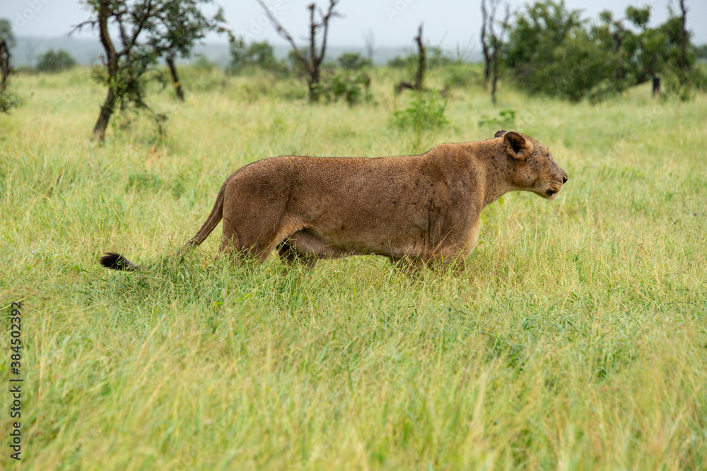 lion, femelle, lionne, Panthera leo, Afrique lion, femelle, lionne, Panthera leo, Afrique