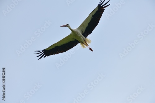 A stork with outstretched wings flies in the blue sky © Pavol Klimek