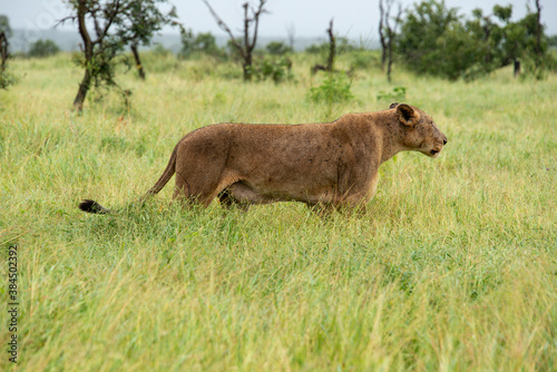 lion, femelle, lionne, Panthera leo, Afrique