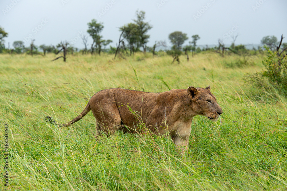 lion, femelle, lionne, Panthera leo, Afrique lion, femelle, lionne, Panthera leo, Afrique
