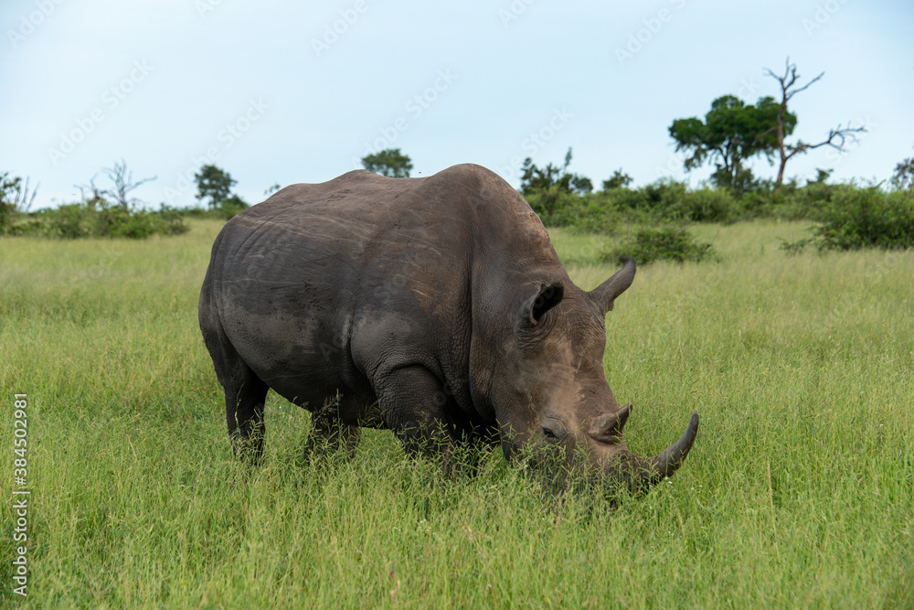 Rhinocéros blanc, white rhino, Ceratotherium simum, Parc national Kruger, Afrique du Sud Rhinocéros blanc, white rhino, Ceratotherium simum, Parc national Kruger, Afrique du Sud