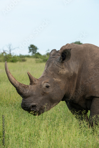 Rhinocéros blanc, white rhino, Ceratotherium simum, Parc national Kruger, Afrique du Sud