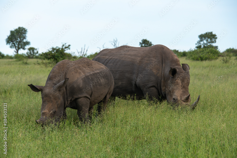 Rhinocéros blanc, white rhino, Ceratotherium simum, Parc national Kruger, Afrique du Sud Rhinocéros blanc, white rhino, Ceratotherium simum, Parc national Kruger, Afrique du Sud